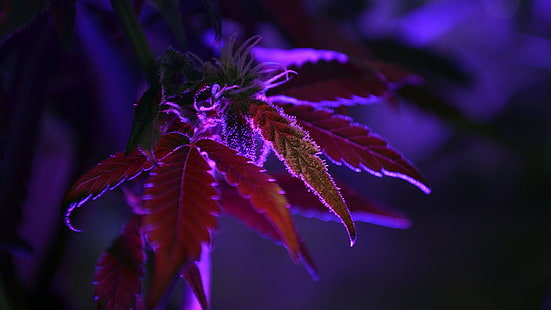 cannabis purple nature dark plants leaves macro depth of field, HD wallpaper HD wallpaper