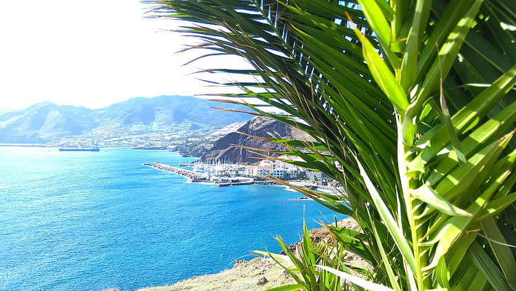 grüne und braune Blattpflanze, Madeira, Palmen, Landschaft, Meer, Stadt, Küste, Berge, Strand, Insel, Bucht, Portugal, HD-Hintergrundbild