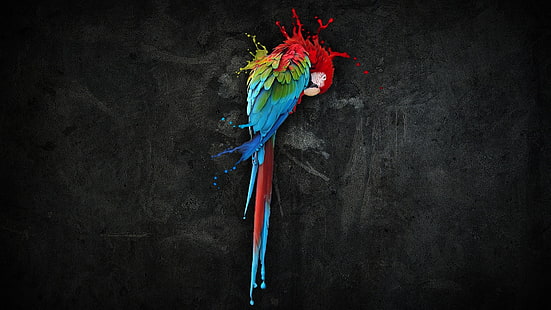 Carta da parati Ara scarlatta, uccelli, colorato, pappagallo, Sfondo HD HD wallpaper