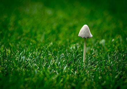 white mushroom on green lawn grass, white mushroom, green, lawn grass, Monotone, magic, single, minimalism, grass, nature, green Color, close-up, fungus, freshness, plant, growth, outdoors, HD wallpaper HD wallpaper