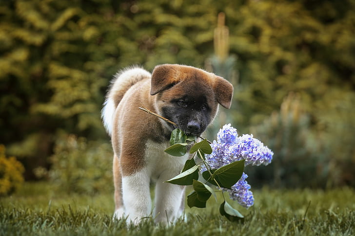 anjing, anak anjing, lilac, bokeh, Akita Amerika, cabang lilac, Wallpaper HD