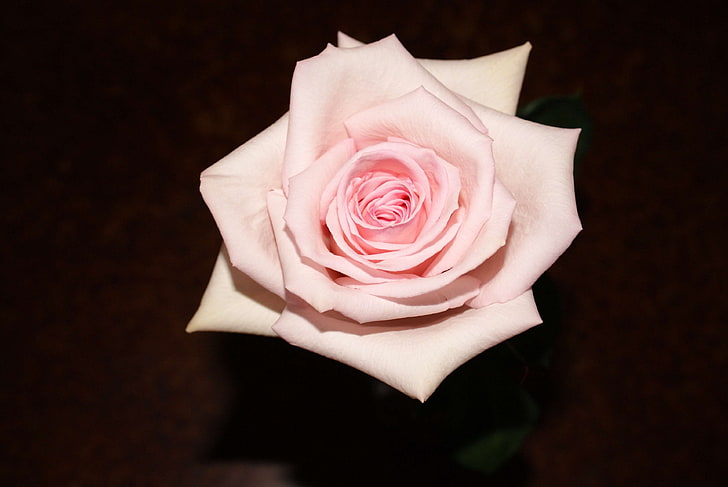 bloom, love, pink, pink flowers, rose, soft, valentine, HD wallpaper