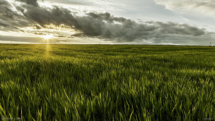 grass, clouds, and sun, grass, sunlight, Romania, landscape, nature, field, Sun, clouds, HD wallpaper