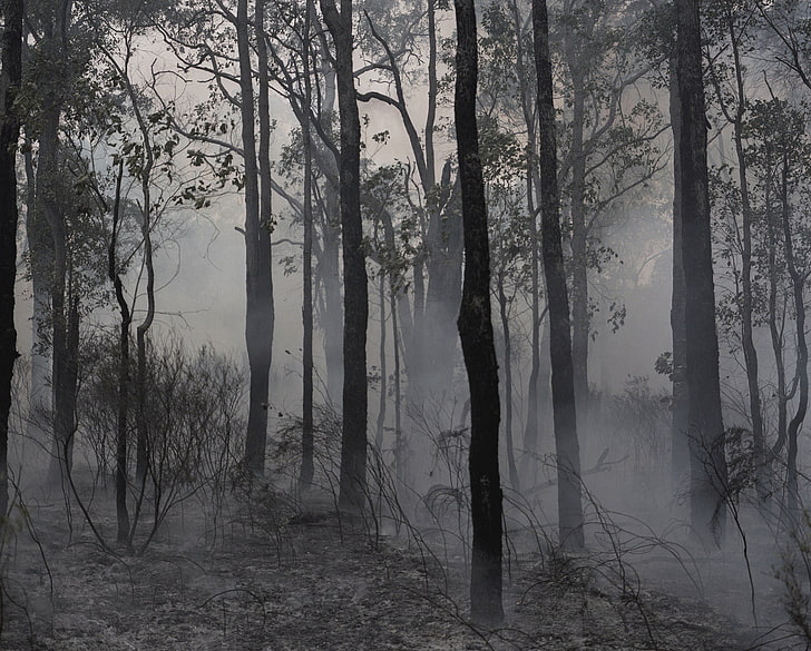 forest, mist, HD wallpaper