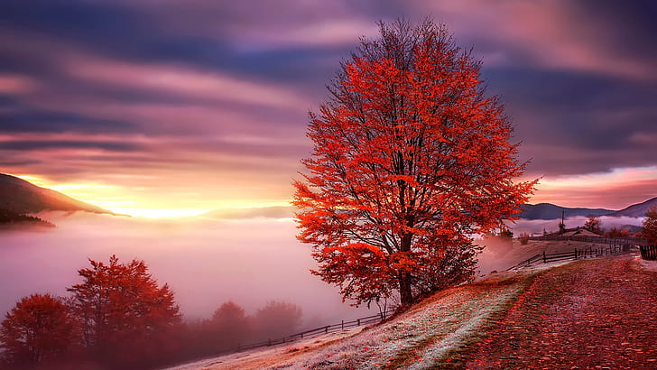 red leaves, red tree, autumn tree, autumn landscape, foggy, fog, dirt road, HD wallpaper