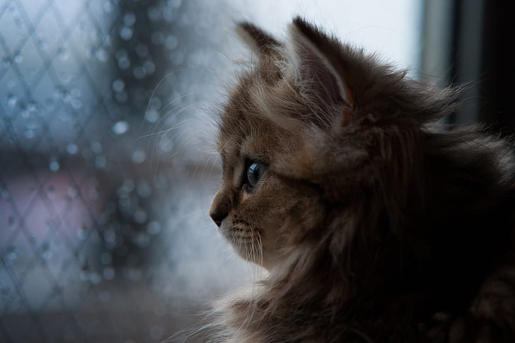cat, rain, window, Daisy, © Ben Torode, HD wallpaper