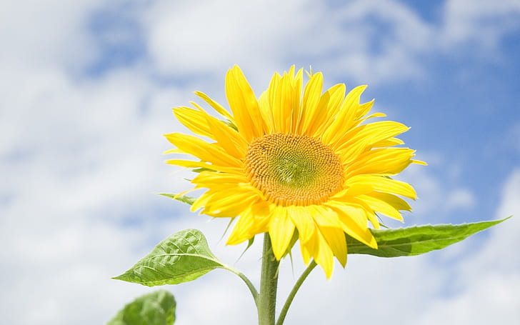 Sunflower, yellow flowers, blue sky, clouds, Sunflower, Yellow, Flowers, Blue, Sky, Clouds, HD wallpaper