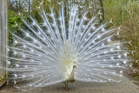 white peacock, peacock, bird, tail, beautiful, HD wallpaper HD wallpaper