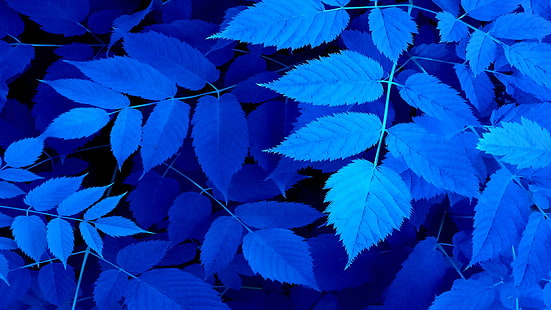 fotografía de hojas azules, hojas, azul, pantalones, Fondo de pantalla HD HD wallpaper