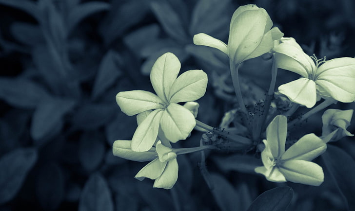 фотосъемка бежевых лепестковых цветов, цветы, природа, макро, растения, HD обои