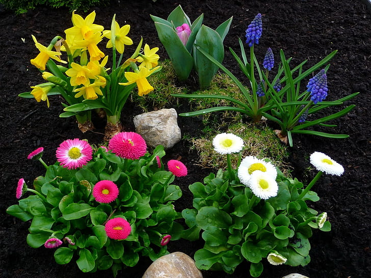 Daisies, Daffodils, Tulips, Muscari, Flowers, Rocks, Earth, HD wallpaper