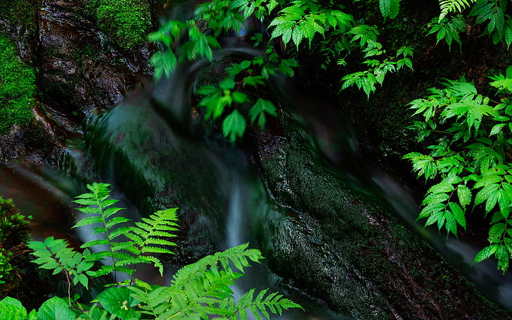 Fern Forest Stream Water Rock Stone HD, natura, woda, las, skała, kamień, strumień, paproć, Tapety HD