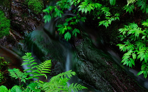 Fern Forest Stream-Wasser-Felsen-Stein HD, Natur, Wasser, Wald, Felsen, Stein, Strom, Farn, HD-Hintergrundbild HD wallpaper