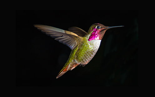 Hummingbird terbang, latar belakang hitam, Hummingbird, Terbang, Hitam, Latar Belakang, Wallpaper HD HD wallpaper