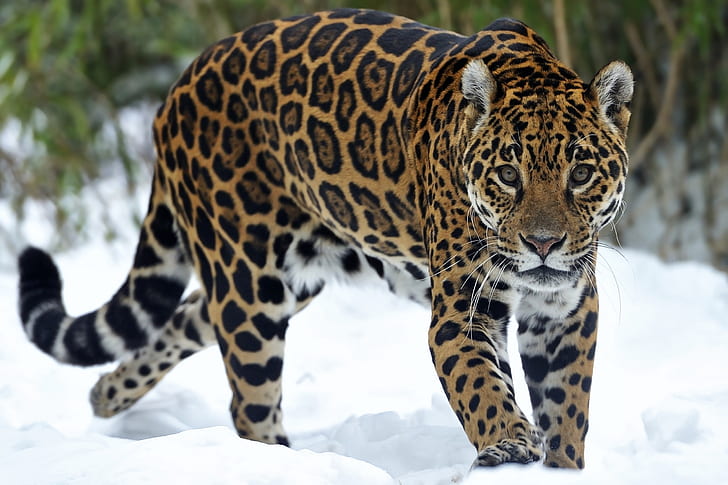 jaguar, looking at viewer, big cats, predator, snow, walking, Animal, HD wallpaper