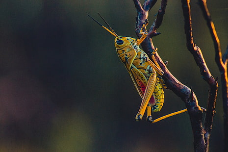 green grasshopper, grasshopper, insect, branches, HD wallpaper HD wallpaper