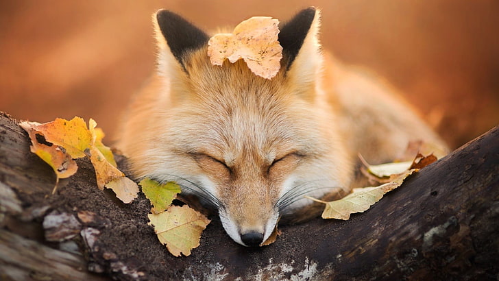 brown fox, beige fox laying on tree, nature, animals, fox, trees, leaves, fall, depth of field, sleeping, muzzles, photography, HD wallpaper