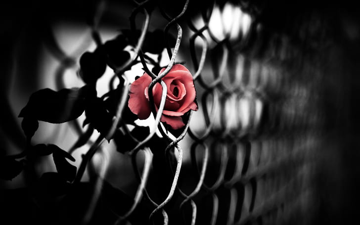 Rose Fence, Rose, Fence, HD tapet