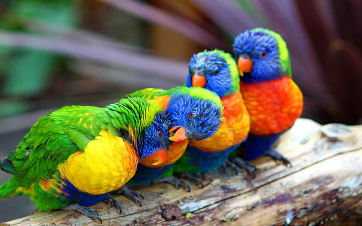 Cute Colorful Parrot Wallpapers Hd, HD wallpaper