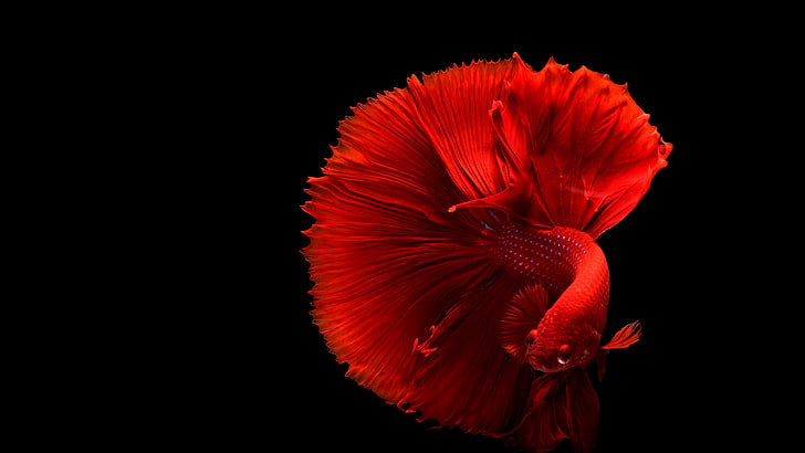 red fish, fish, siamese fighting fish, HD wallpaper