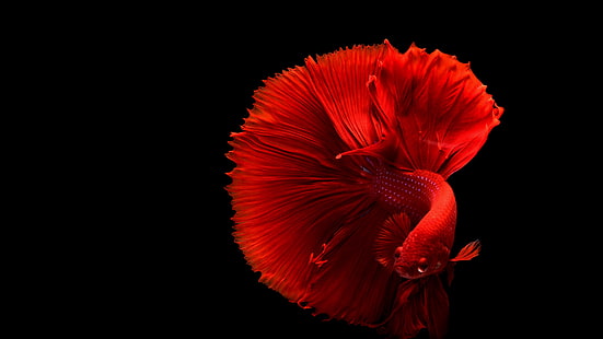 красная рыба, рыба, сиамские боевые рыбы, HD обои HD wallpaper