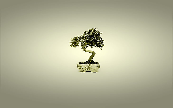 green bonsai plant, tree, Japan, bonsai, minimalism, HD wallpaper