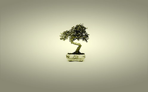 pianta bonsai verde, albero, Giappone, bonsai, minimalismo, Sfondo HD HD wallpaper