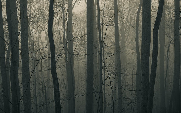 пейзажна снимка на гора с мъгли, природа, пейзаж, заглушен, дървета, гора, клон, мъгла, сиво, HD тапет