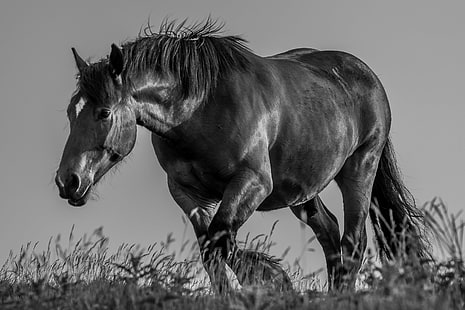 animal grayscale photography of horse, Power..  animal, grayscale, photography, horse, rural, nikon  nikkor, lens, nikon d5500, animal, nature, mammal, meadow, grass, outdoors, black And White, pasture, mane, farm, rural Scene, HD wallpaper HD wallpaper
