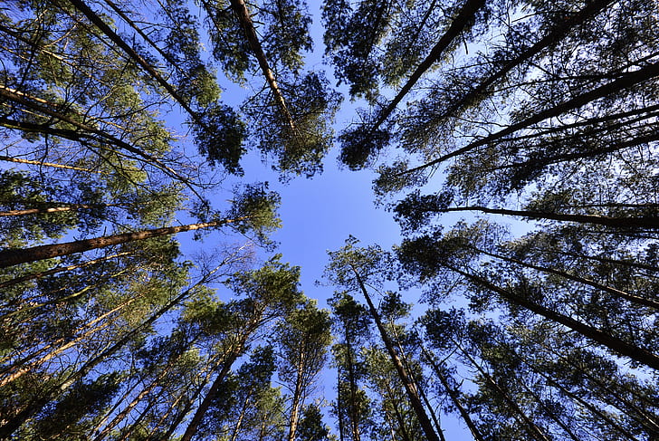 Trees, Sky, View From Below, HD wallpaper