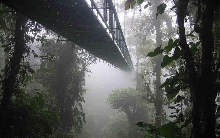 ponte di metallo nero, paesaggio, natura, nebbia, foresta, ponte, Costa Rica, alberi, Sfondo HD