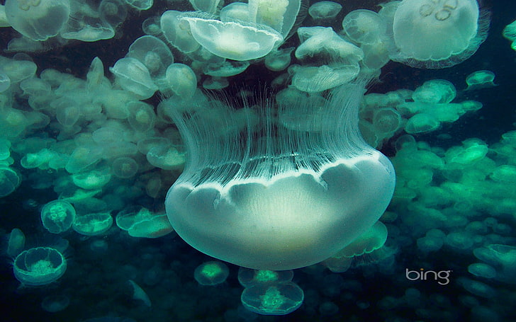 Deep-sea jellyfish-June 2013 Bing wallpaper, white jellyfish, HD wallpaper