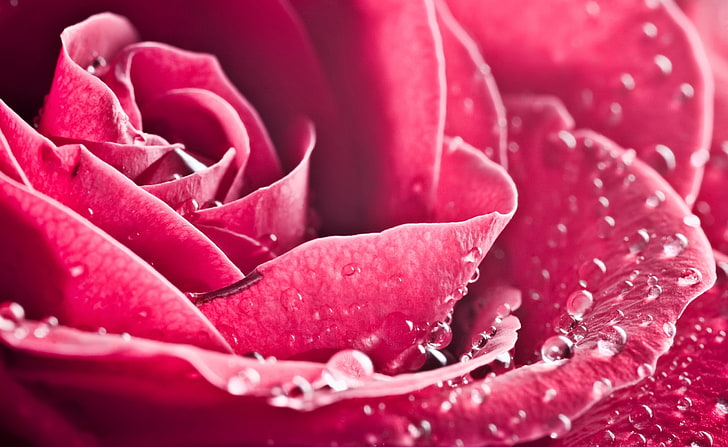 Rose HD Wallpaper, rosa blomma, Natur, Blommor, Rose, vattendroppar, rosa ros, rosa ros på nära håll, HD tapet