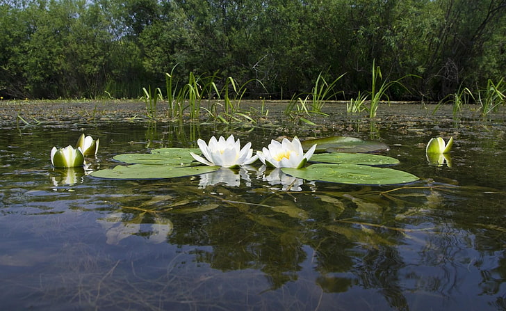 white lotus flower, water lily, water, swamp, leaves, surface, HD wallpaper