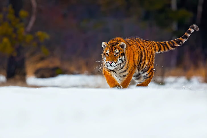 القطط ، النمر ، القط الكبير ، عمق الحقل ، الثلج ، الحياة البرية ، الحيوانات المفترسة (حيوان)، خلفية HD