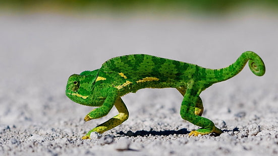 animals, lizards, chameleons, ground, reptiles, HD wallpaper HD wallpaper
