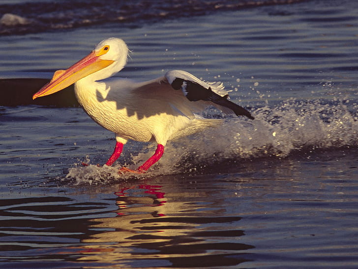 Pelikany lądujące na wodzie, woda, pelikany, lądowanie, zwierzęta, Tapety HD