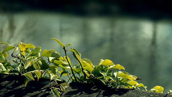 tanaman berdaun hijau, closeup, alam, Wallpaper HD