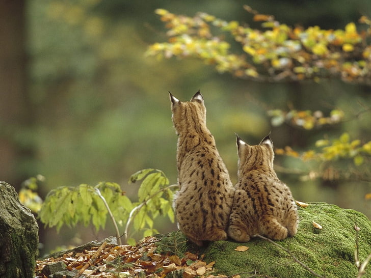 two brown lynx cats, lynx, kittens, steam, sit, HD wallpaper