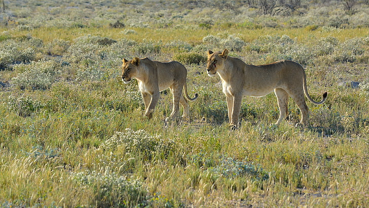Namibia, lion, animals, landscape, savannah, nature, wildlife, Africa, big cats, HD wallpaper