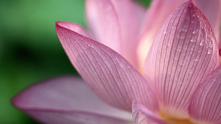 pink flower, flower, lotus flower, flora, petal, close up, macro photography, aquatic plant, blossom, sacred lotus, lotus, HD wallpaper