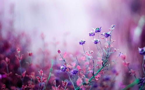 berbagai macam bunga, makro, alam, Bunga, pink, bidang, ungu, bokeh, Wallpaper HD HD wallpaper