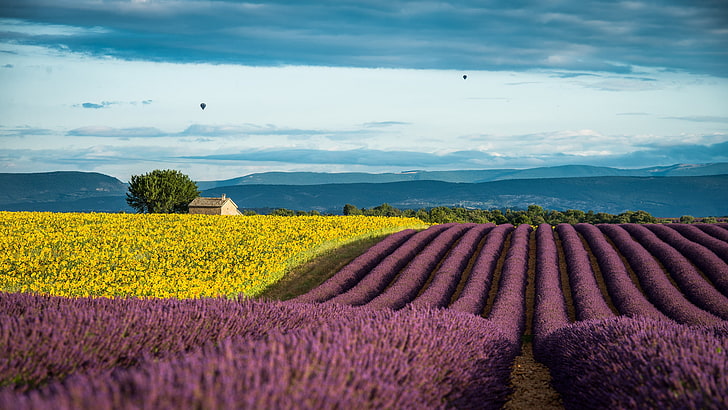 purple petaled flowers, summer, sunflowers, France, field, lavender, Provence, July, HD wallpaper