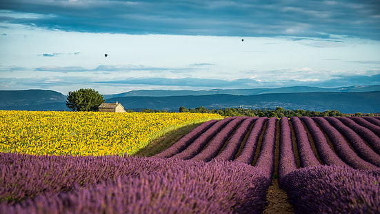 фиолетовые цветы, цветы, лето, подсолнухи, Франция, поле, лаванда, прованс, июль, HD обои HD wallpaper