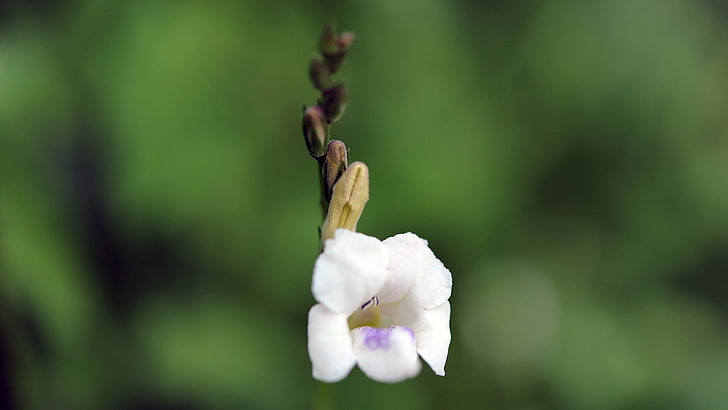 زهرة البتلة البيضاء والوردية ، الطبيعة ، الزهور ، الماكرو، خلفية HD