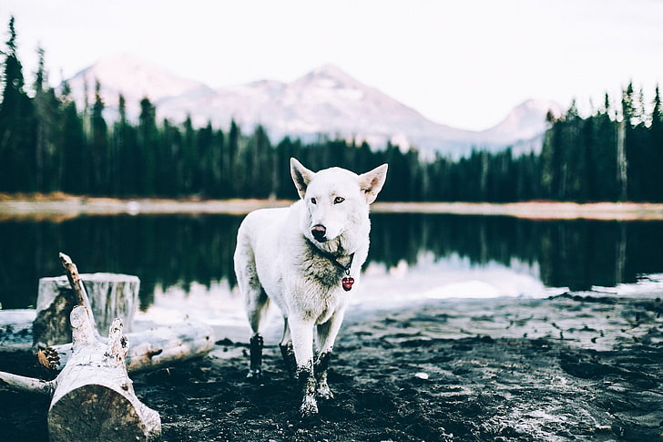 Siberian Husky, kolam, pemandangan, binatang, Wallpaper HD