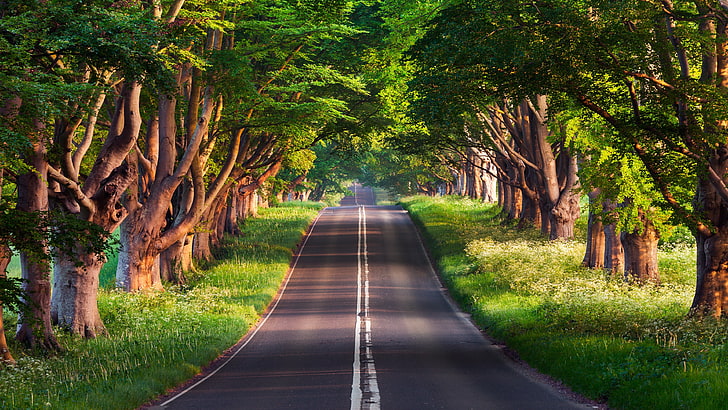 asphalt road, road, trees, HD wallpaper