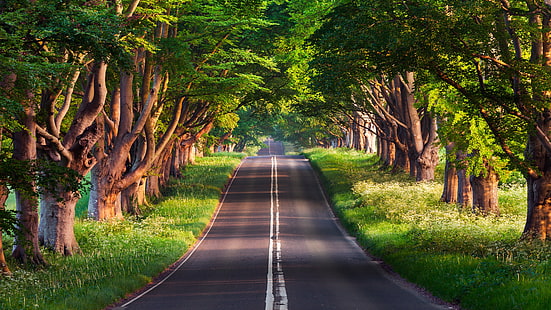 asphalt road, road, trees, HD wallpaper HD wallpaper