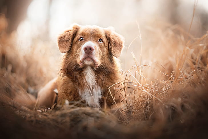 Anjing, Nova Scotia Duck Tolling Retriever, Dog, Pet, Wallpaper HD