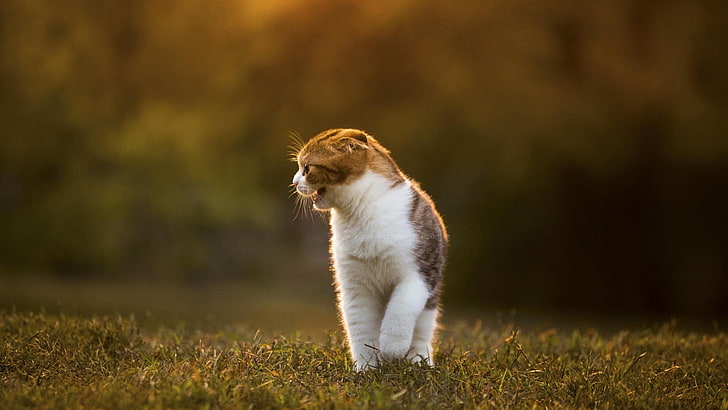 ขนสั้นสีขาวและน้ำตาลสุนัขหญ้าแมวสัตว์, วอลล์เปเปอร์ HD